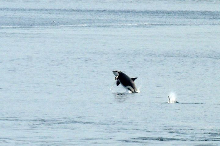 248675287_9dc8480524_o