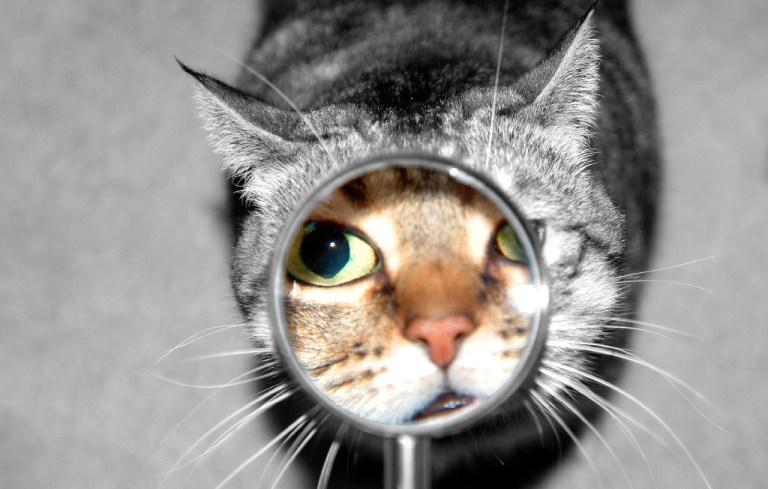 248028526_e3419589aa_b