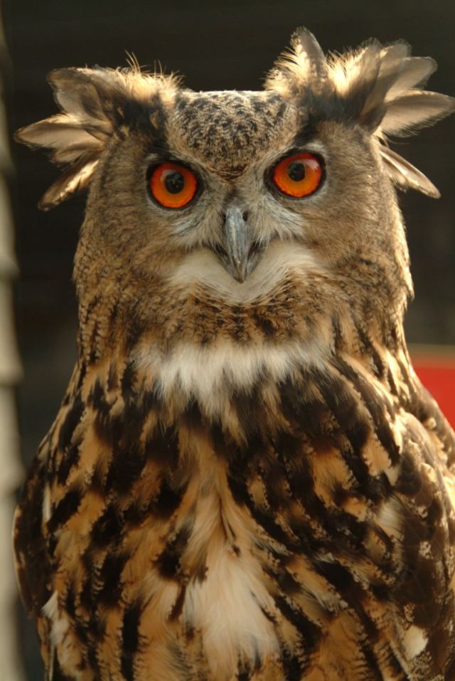 248675566_8476b9c4d5_o