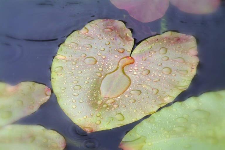 255253358_d66270db7a_b