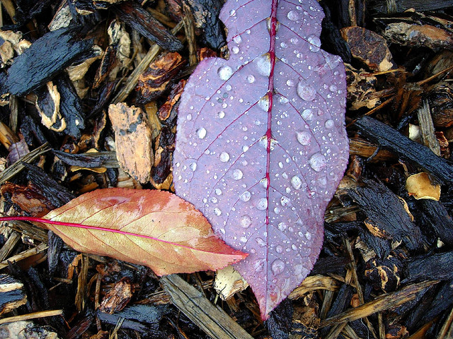 274766247_5ccbbaff4f_z