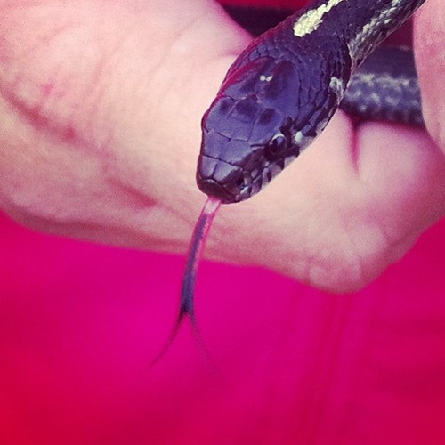 tumblr_mu7tf8cb4f1qicjr7o1_500