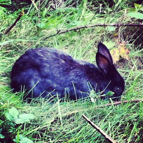 tumblr_mu7uunfvF61qicjr7o1_500